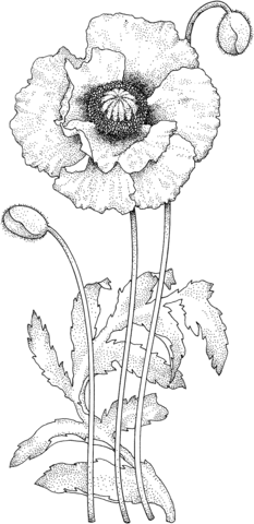 Poppy Blossom Coloring Page